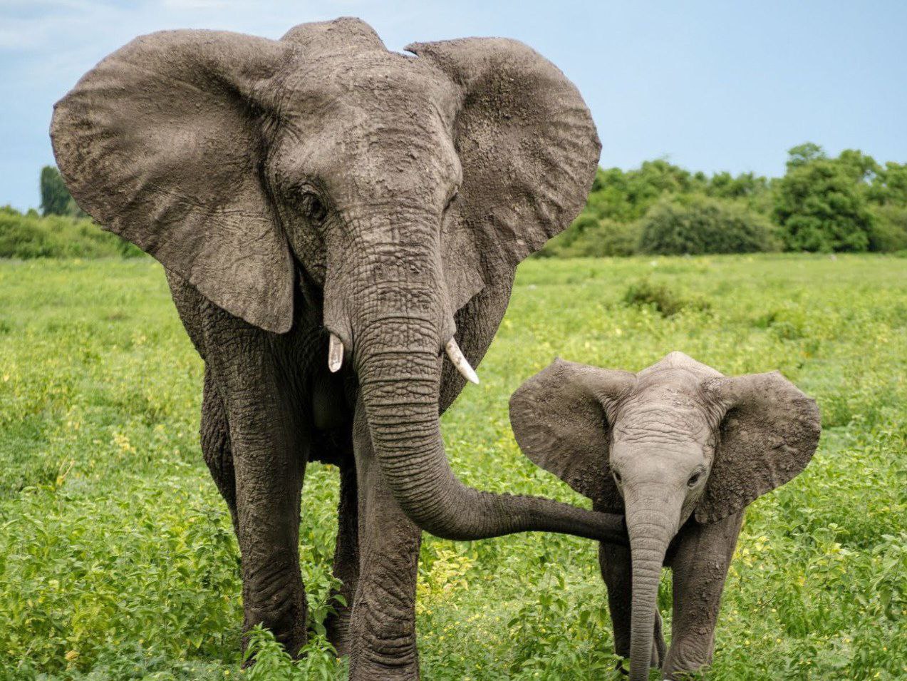 africanelephant img
