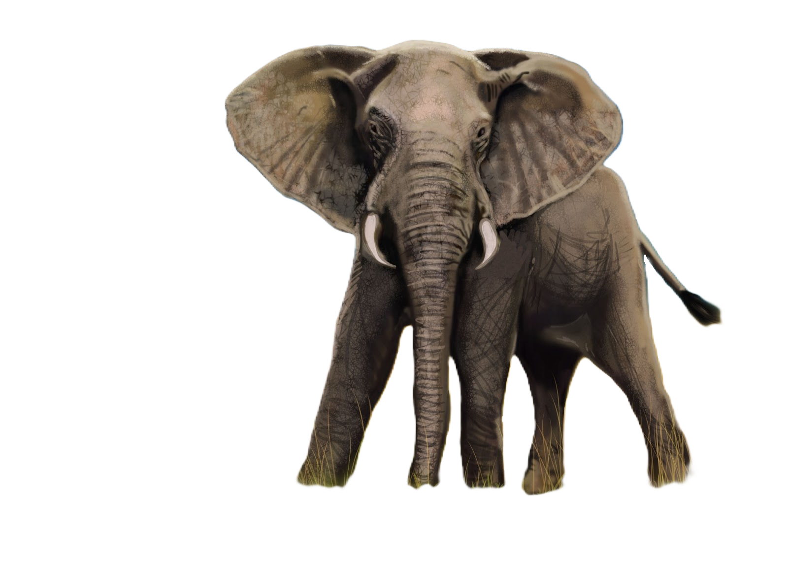 trunk