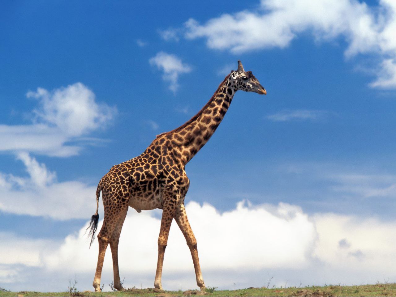 giraffe img