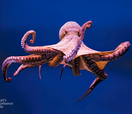 Octopus Image