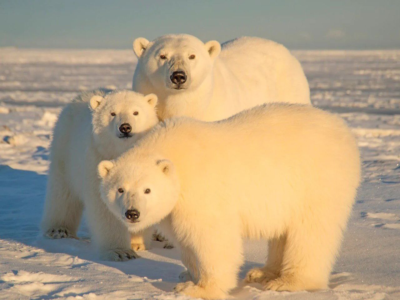 polarbears img