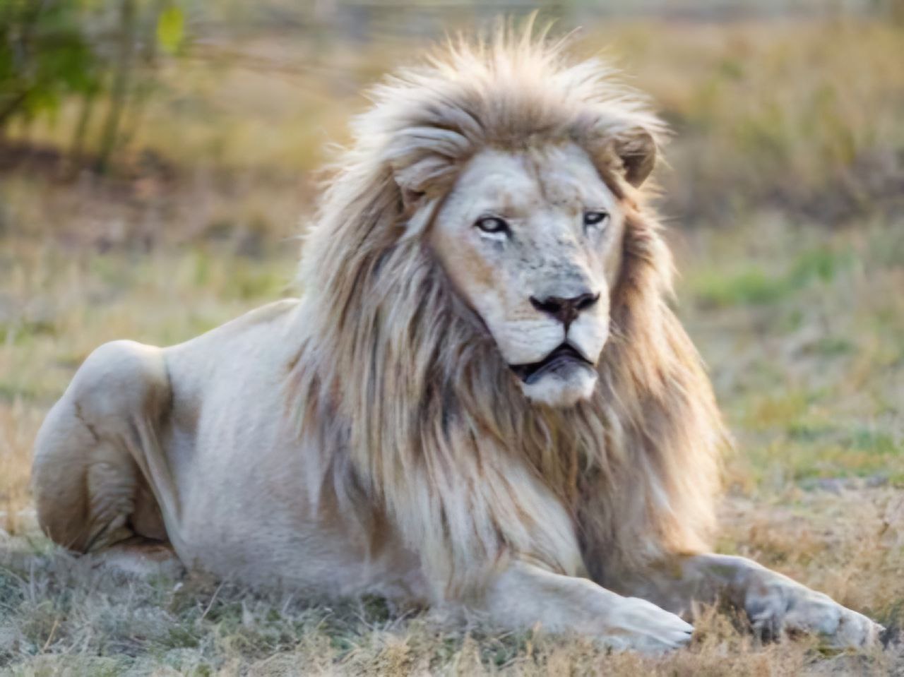 whitelion img