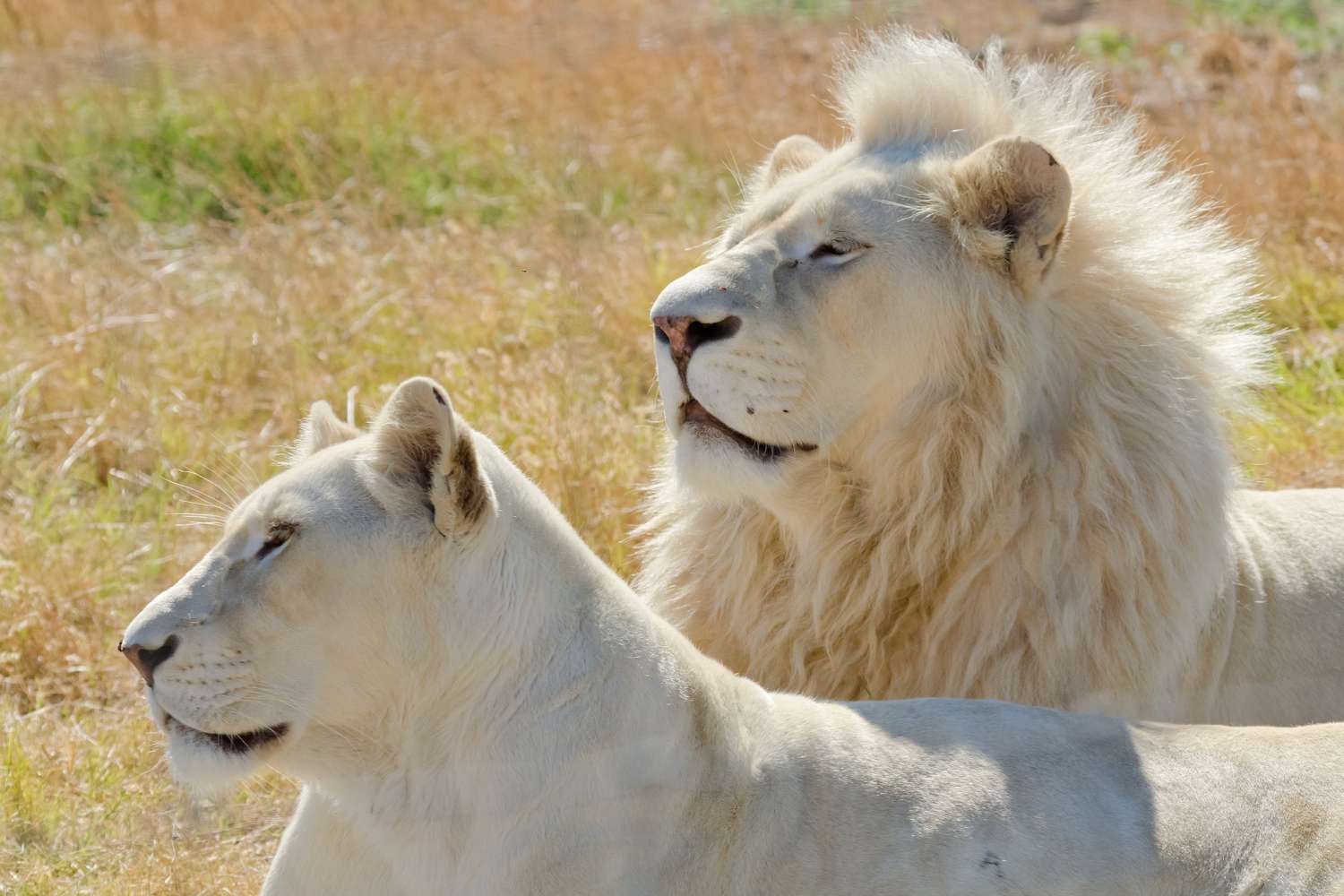 Wild Lion