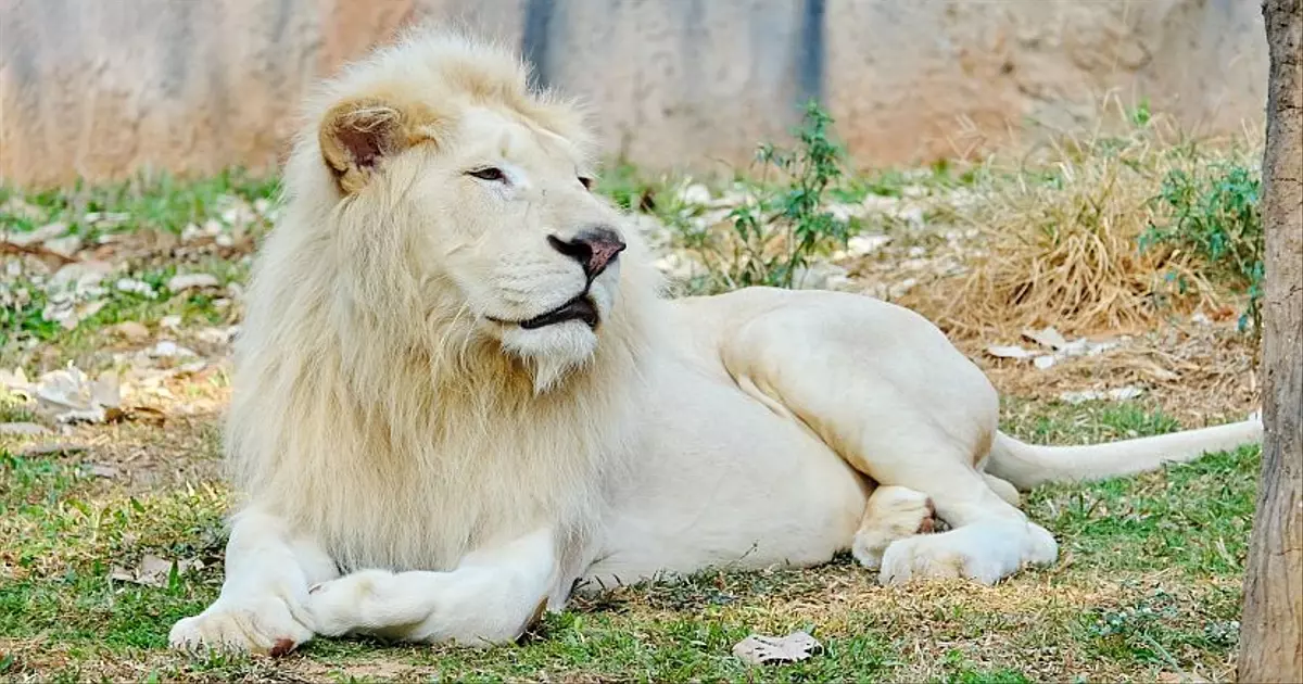 wild lion 2